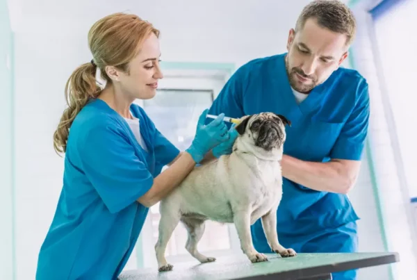 How to Increase Veterinary Business